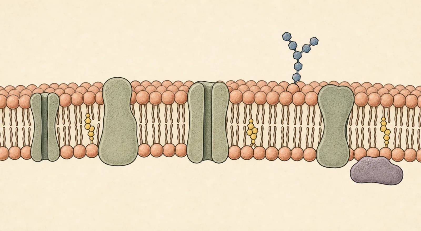 Simplified plasma membrane cross-section with a phospholipid bilayer, proteins, cholesterol, and an exterior carbohydrate chain